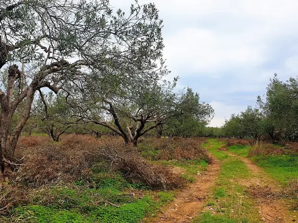 Land Of 2500 M² In Crete