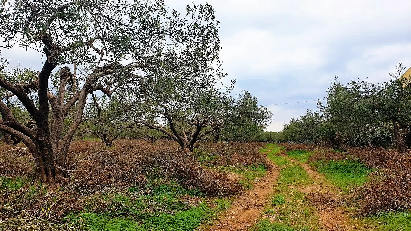 Land Of 2500 M² In Crete