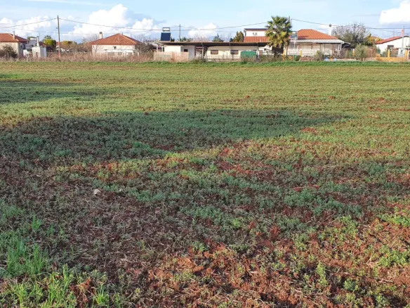 Land In Kassandra, Greece