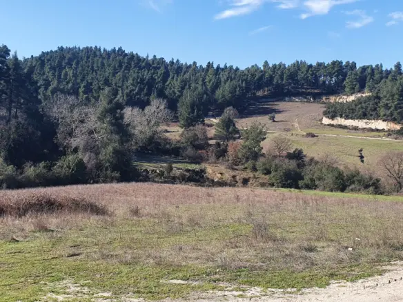 For Sale Land 18000 M² In Kassandra, Chalkidiki