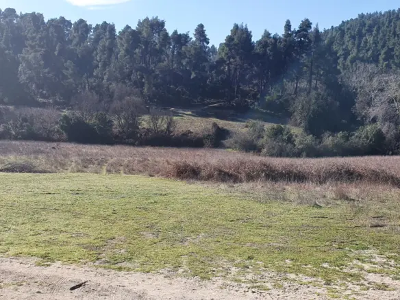 Land In Kassandra, Greece