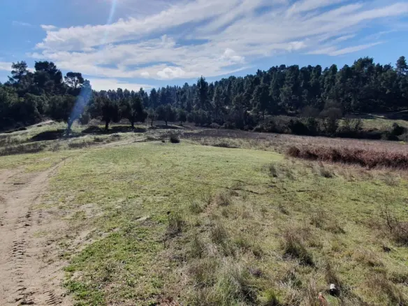 Land In Kassandra, Greece