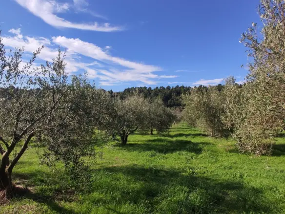 Land In Sithonia, Greece