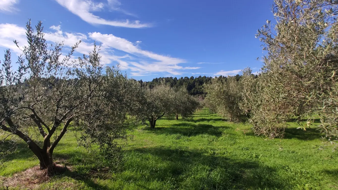Land Of 14000 M² In Sithonia, Chalkidiki