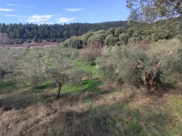 Land Of 14000 M² In Sithonia, Chalkidiki