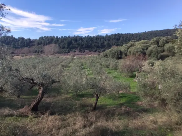 Land In Sithonia, Greece
