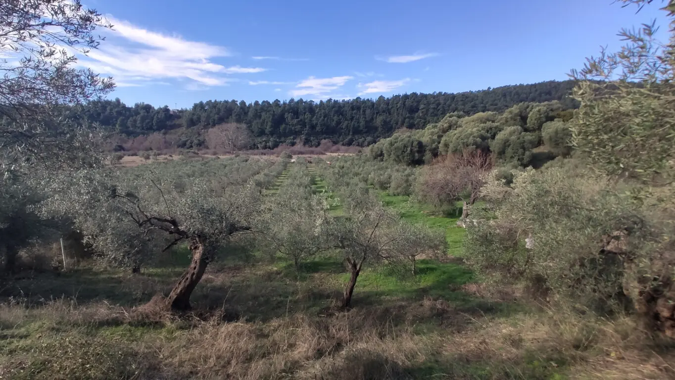 Land Of 14000 M² In Sithonia, Chalkidiki