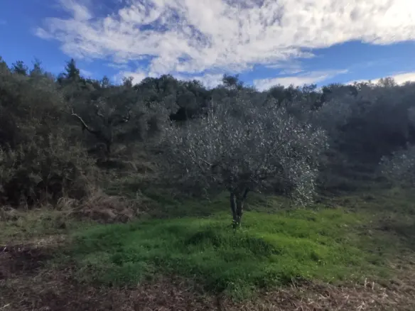 Land In Sithonia, Greece