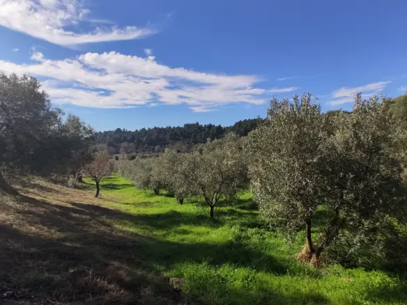 Land In Sithonia, Greece