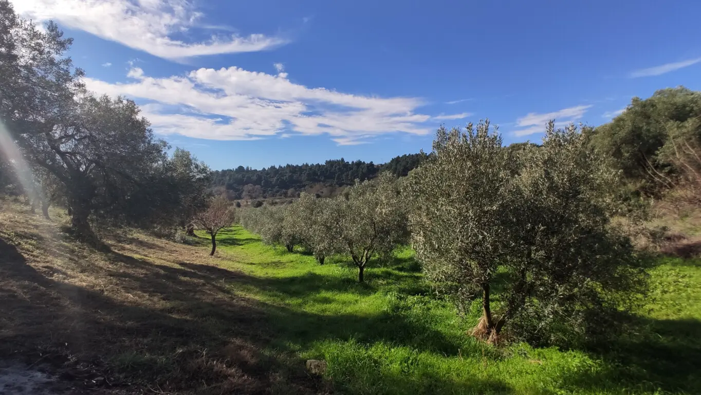 Land Of 14000 M² In Sithonia, Chalkidiki