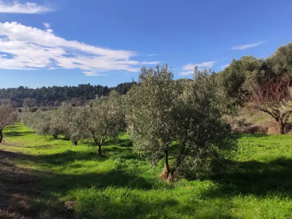 Land In Sithonia, Greece