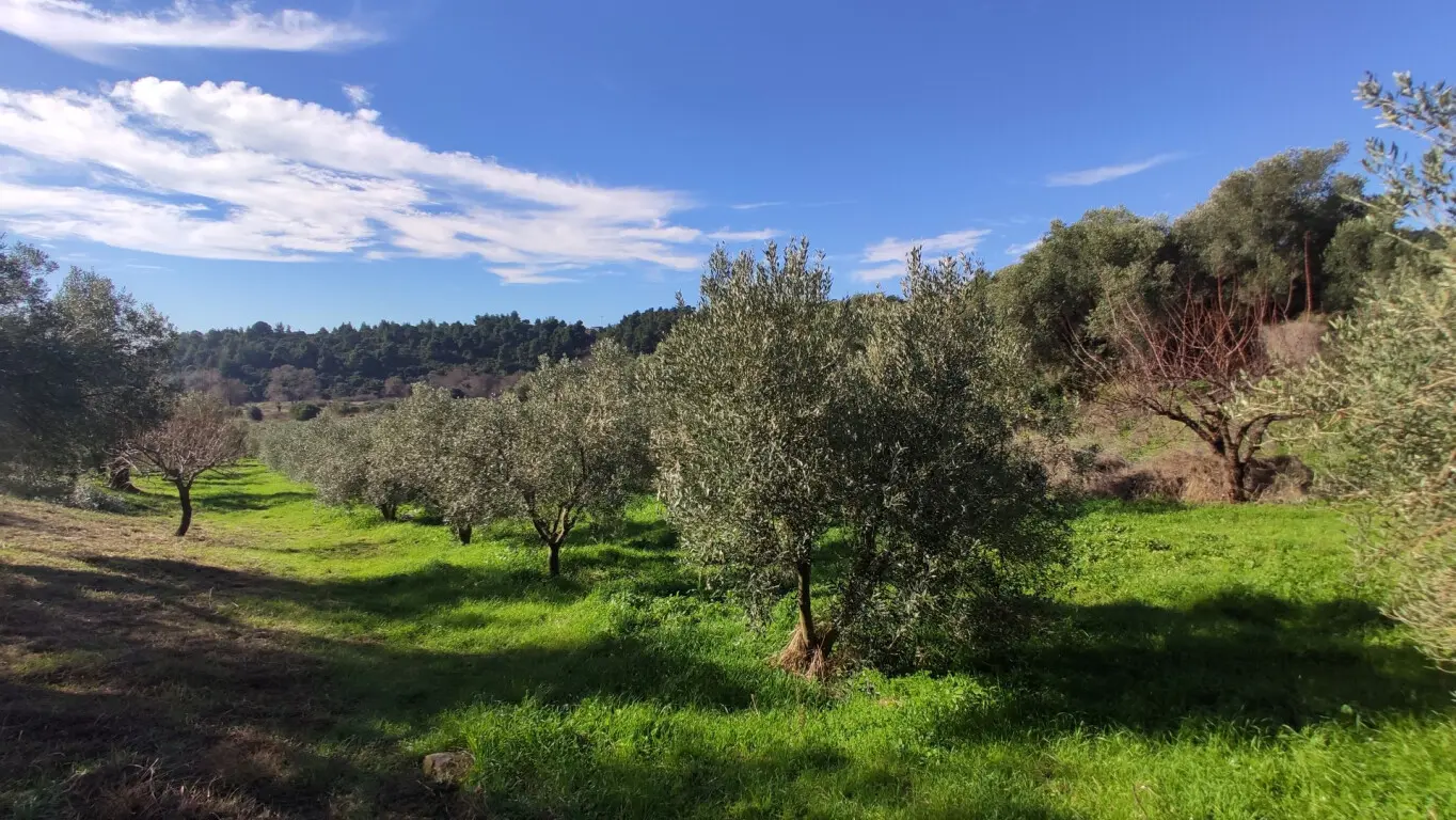 Land Of 14000 M² In Sithonia, Chalkidiki