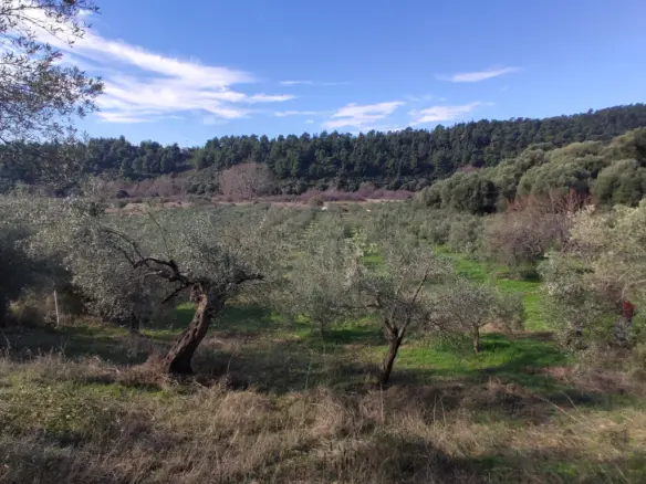 Land In Sithonia, Greece
