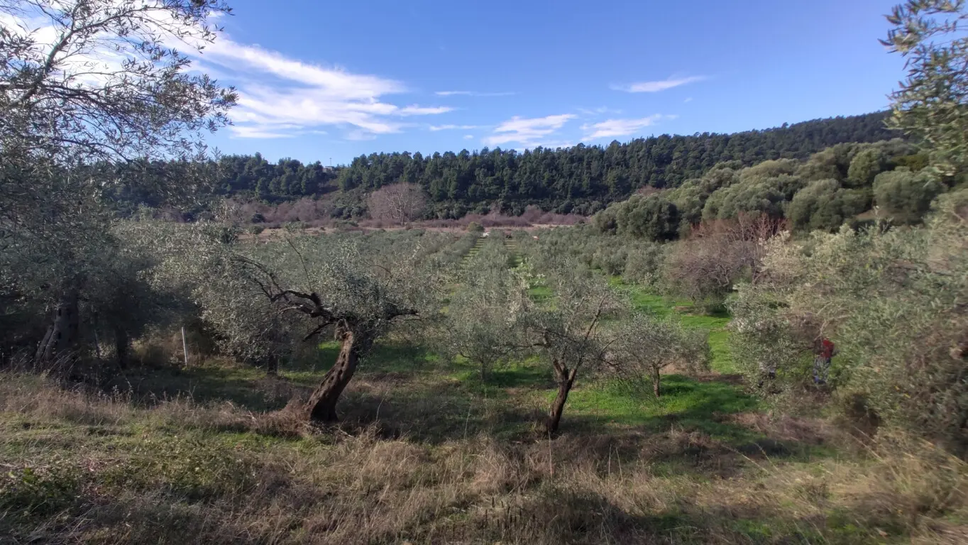 Land Of 14000 M² In Sithonia, Chalkidiki