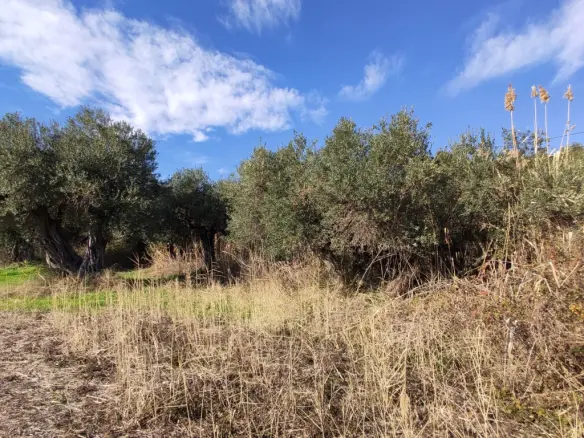 Land In Aristotle, Greece