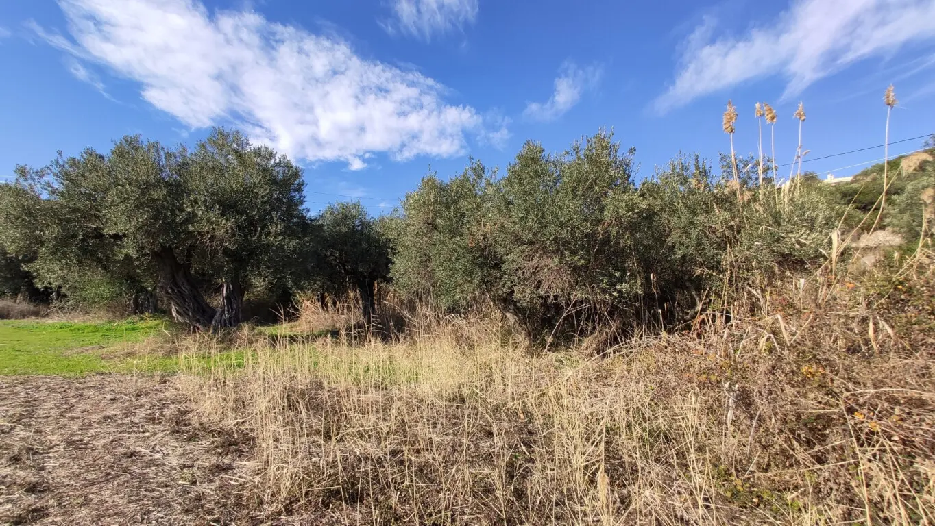 Land Of 3700 M² In Sithonia, Chalkidiki