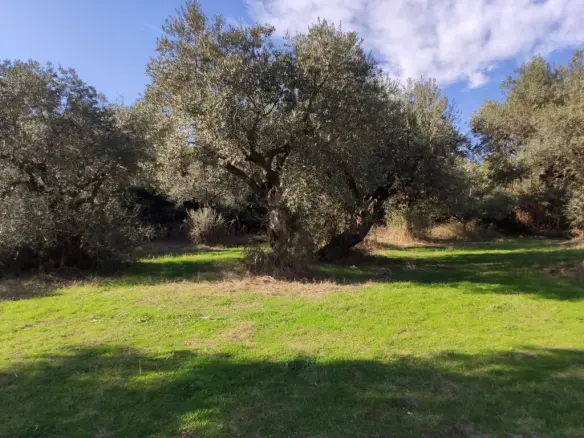 Land In Aristotle, Greece