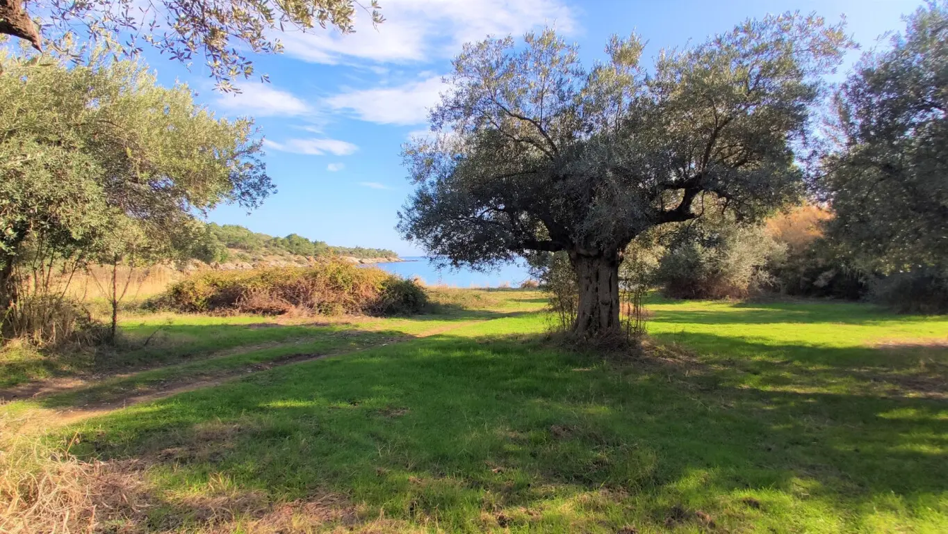 Land Of 3700 M² In Sithonia, Chalkidiki