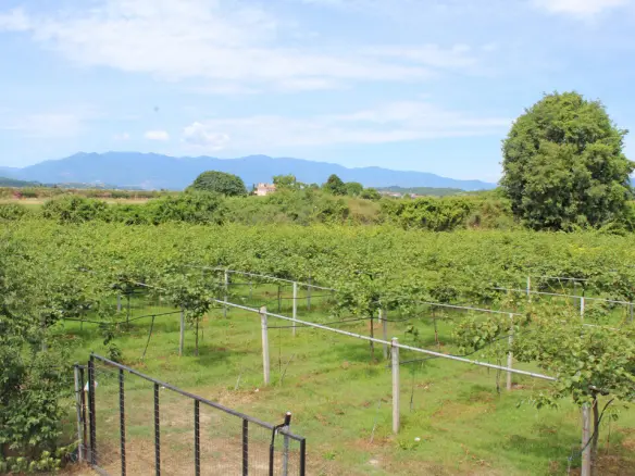 Commercial Property In Katerini, Greece (120 M²)
