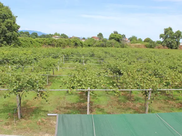 Commercial Property In Katerini, Greece (120 M²)