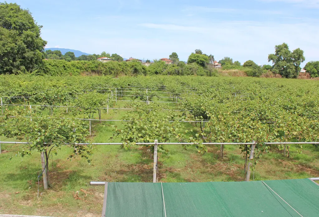 Commercial Property Of 120 M² On The Olympic Coast