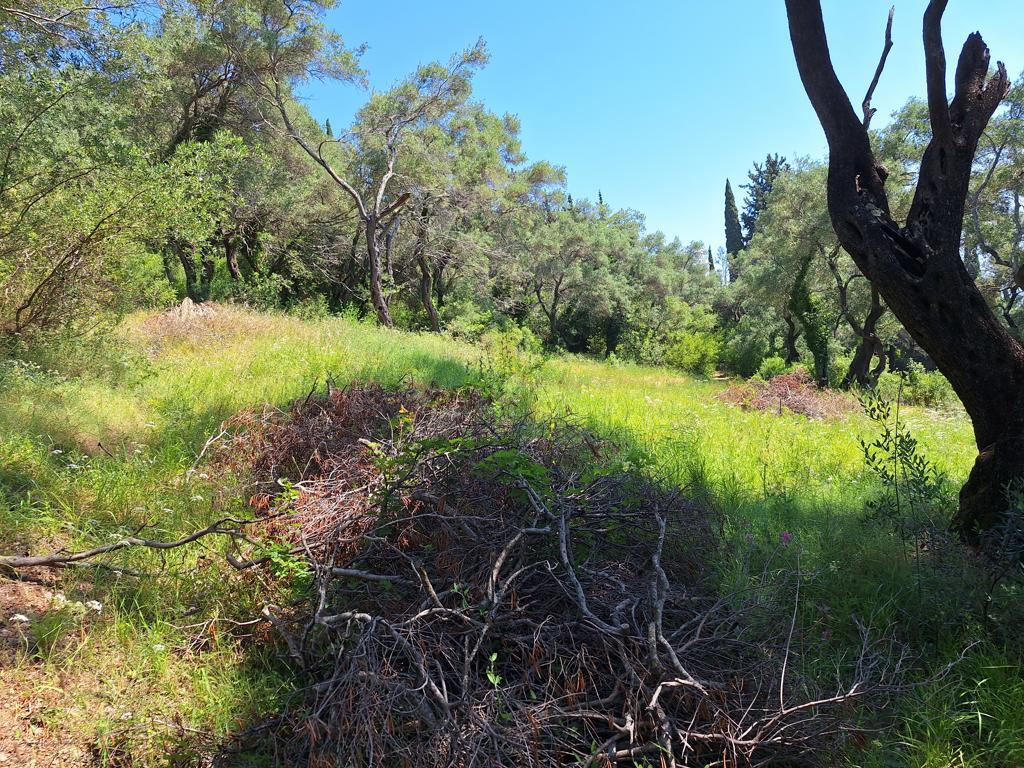 Land Of 7000 M² In Corfu