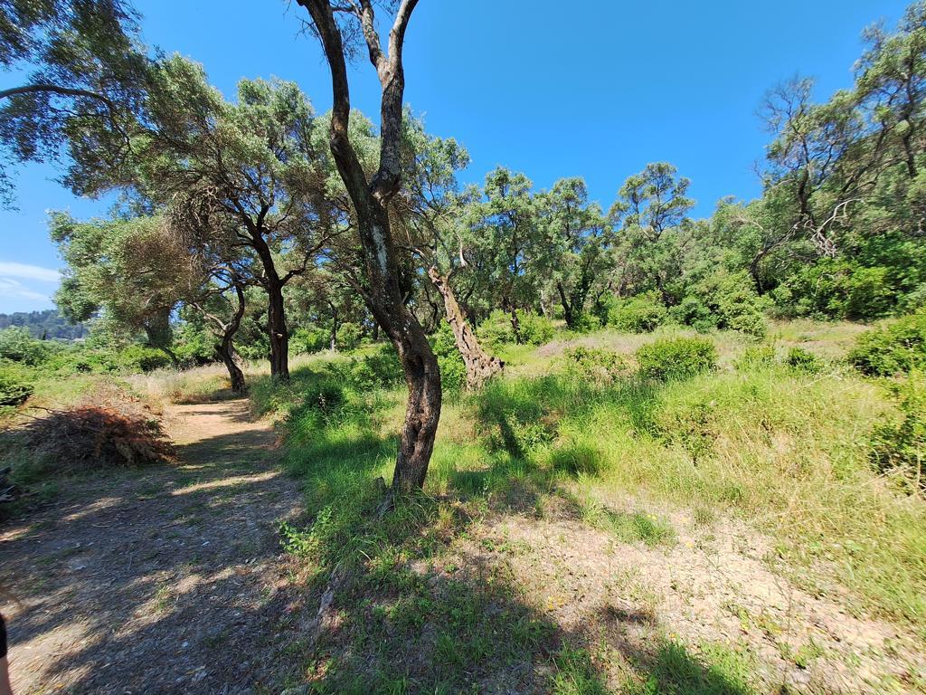 Land Of 7000 M² In Corfu