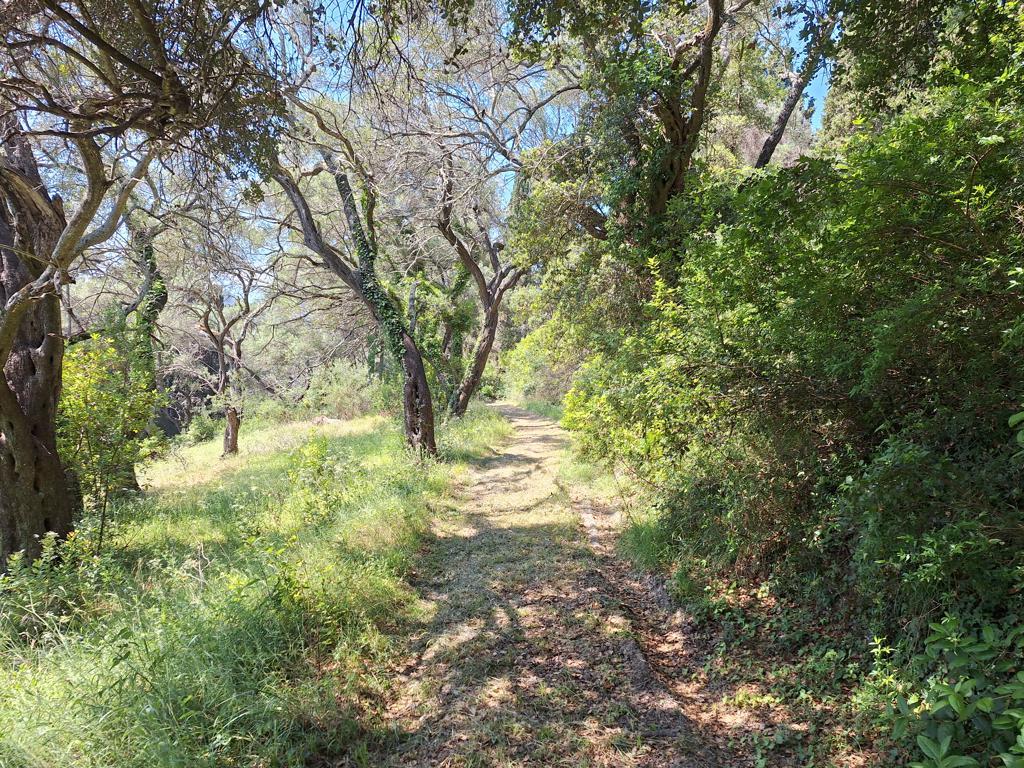 Land Of 7000 M² In Corfu