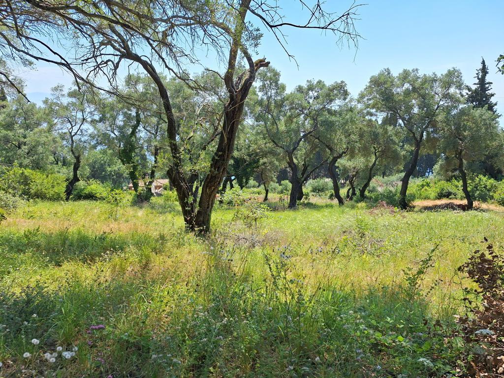 Land Of 7000 M² In Corfu