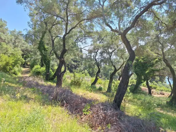 Land In Corfu, Greece