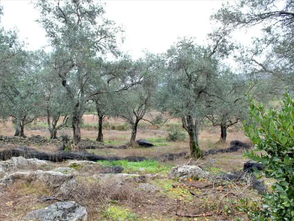Land In Corfu, Greece (7.500 M²)