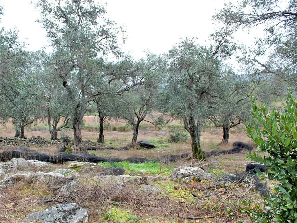 Land Of 16000 M² In Corfu