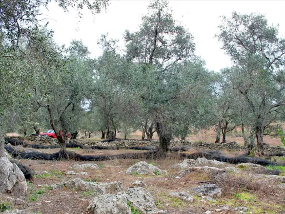 Land In Corfu, Greece (7.500 M²)