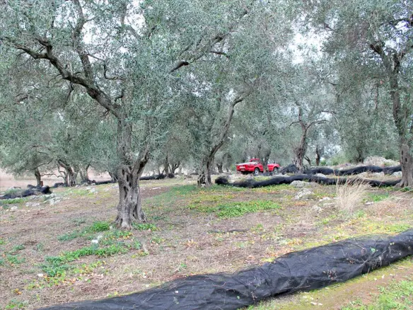 Land In Corfu, Greece (7.500 M²)
