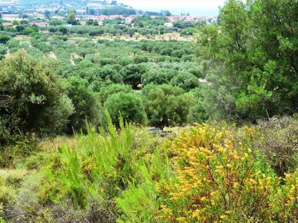 Land In Kassandra, Greece (5.171 M²)