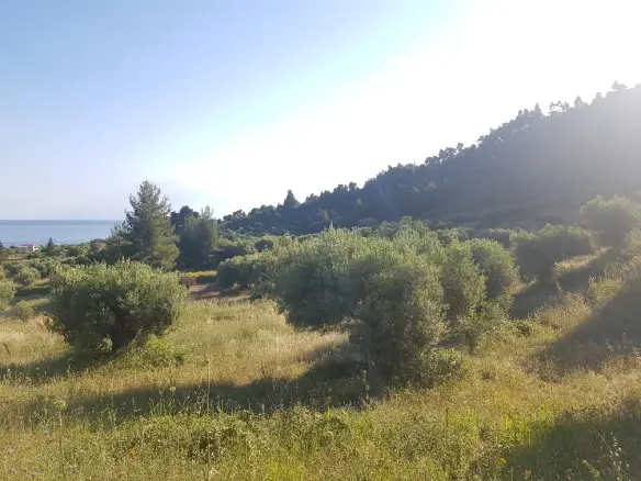 Land In Kassandra, Greece