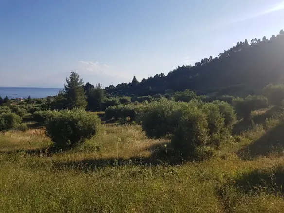 Land In Kassandra, Greece