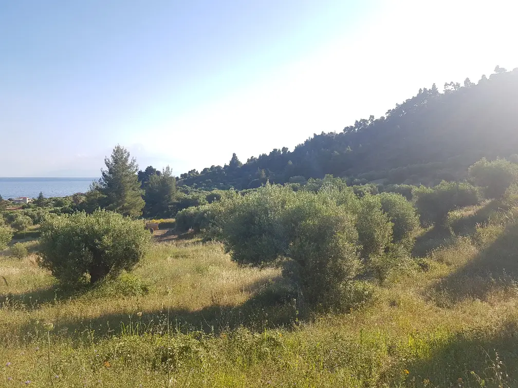 Land Of 20000 M² In Kassandra, Chalkidiki