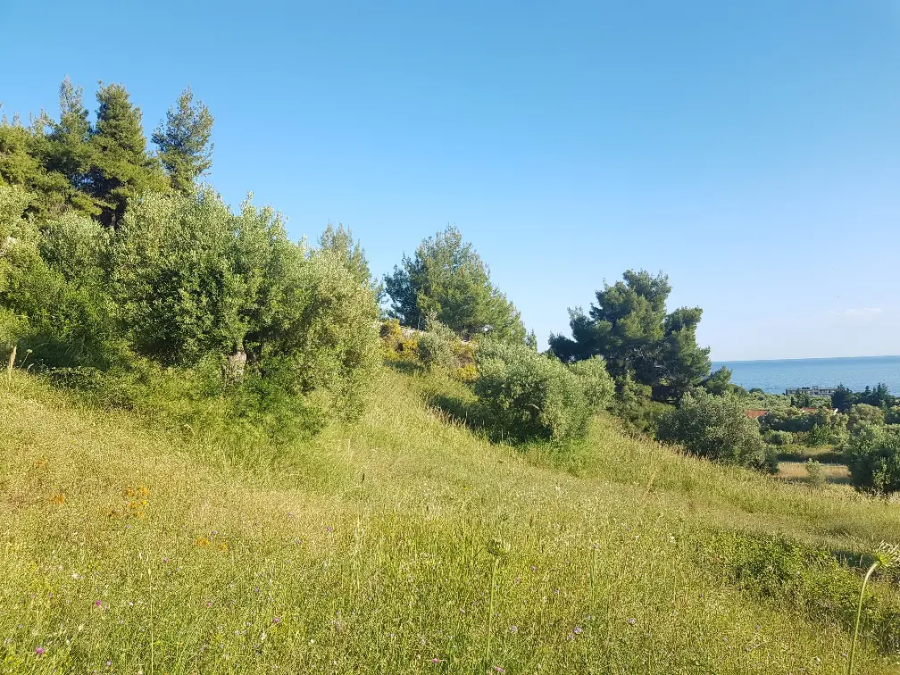 Land Of 20000 M² In Kassandra, Chalkidiki
