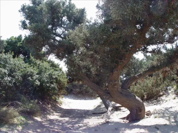 Land In Elafonisos, Greece