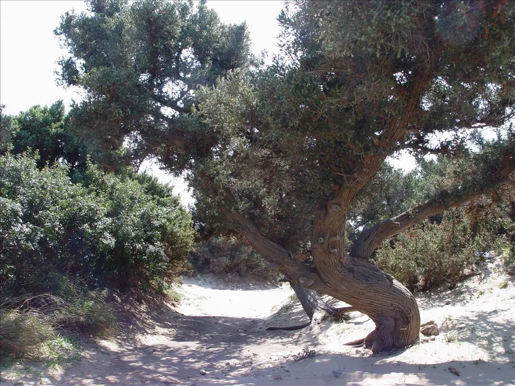Land Of 145000 M² In Peloponnese