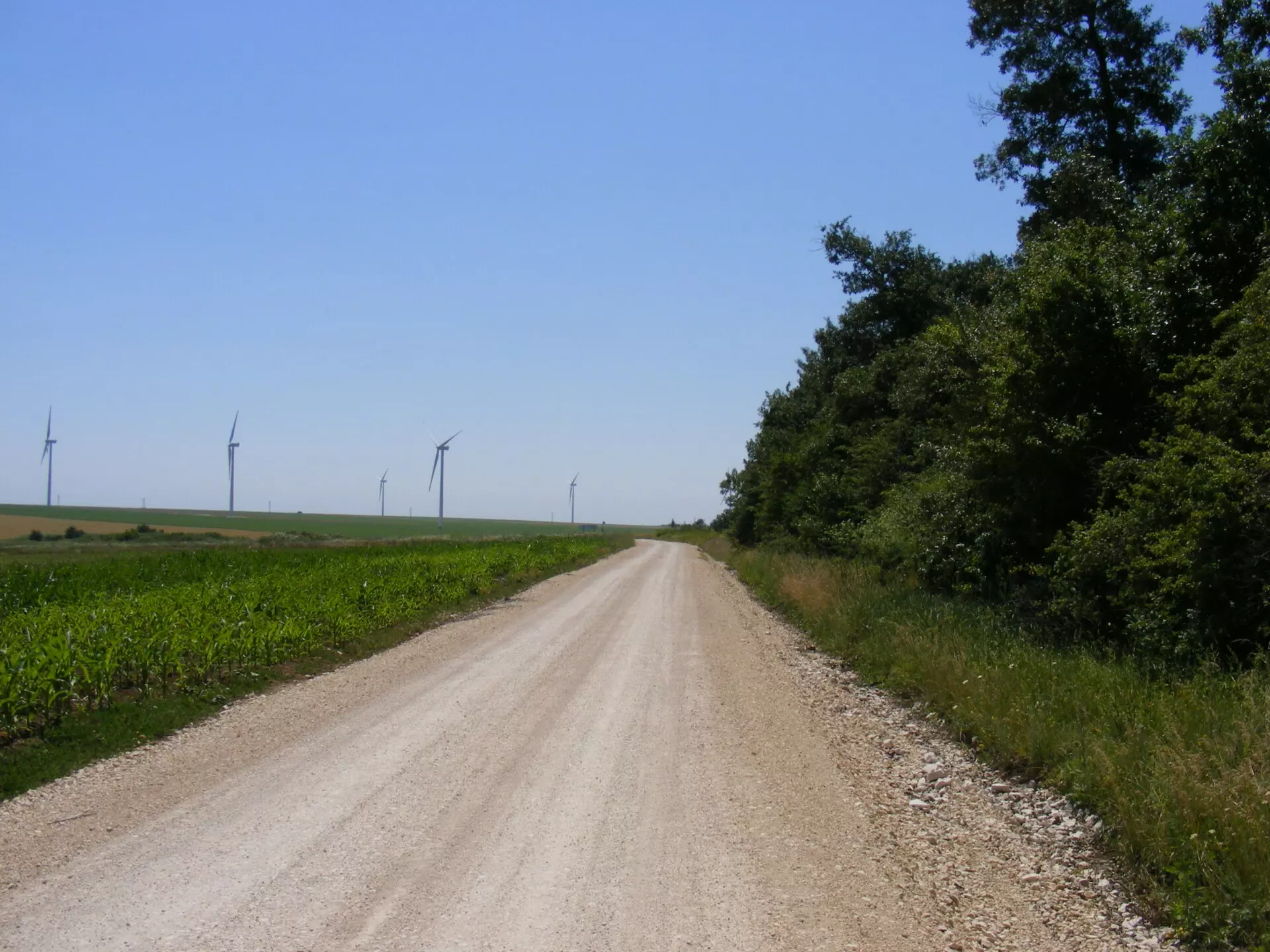 Agricultural Land Of 1000 M² In Varna District