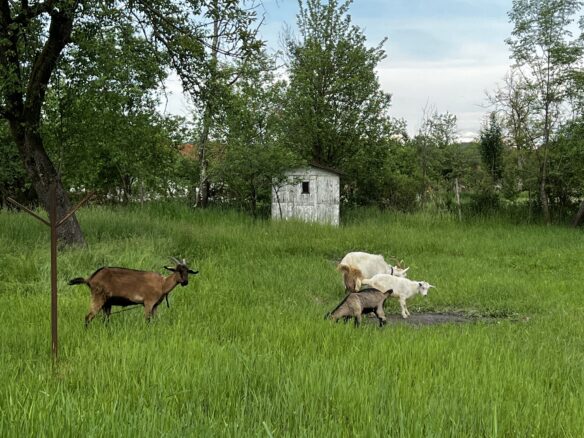 Arad – Sat. Pescari – Casa Mare și Frumoasă, Cu Grădină și Pomi Fructiferi