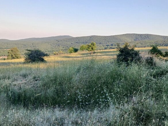 Prime Plot In Banya: An Investor’s Dream