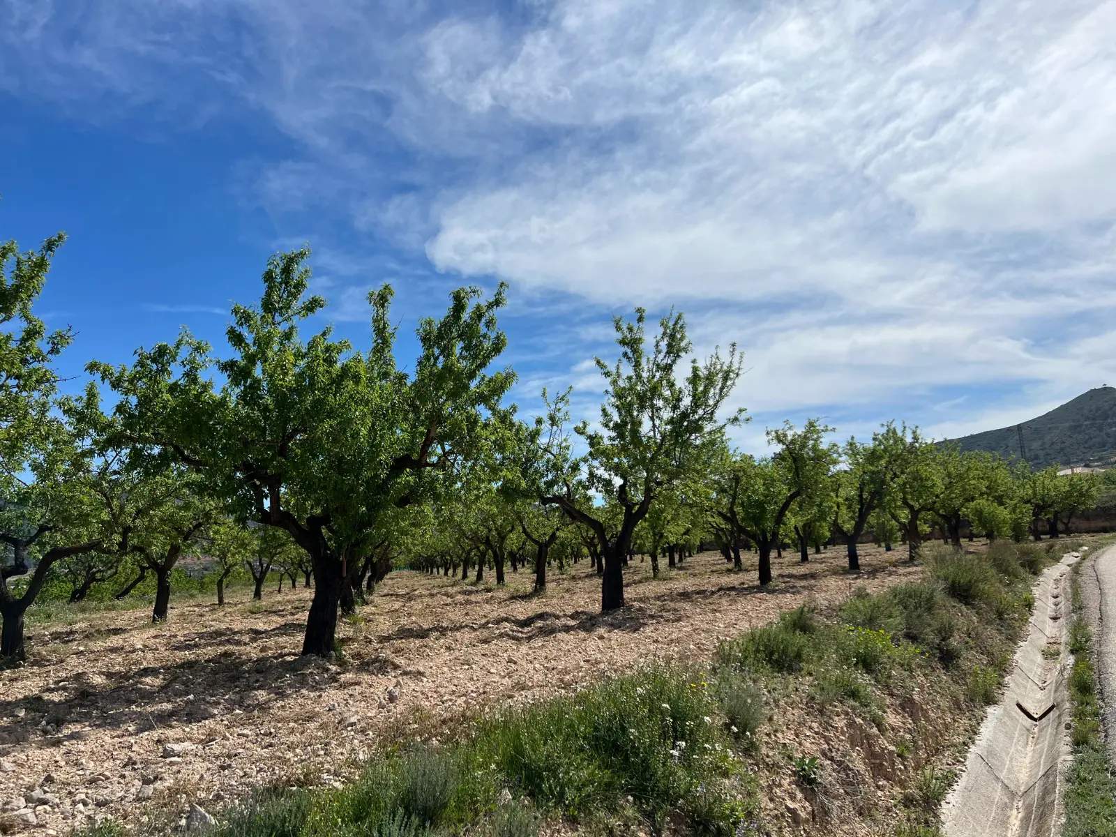 Land Of 0 M² In Hondón De Los Frailes, Spain