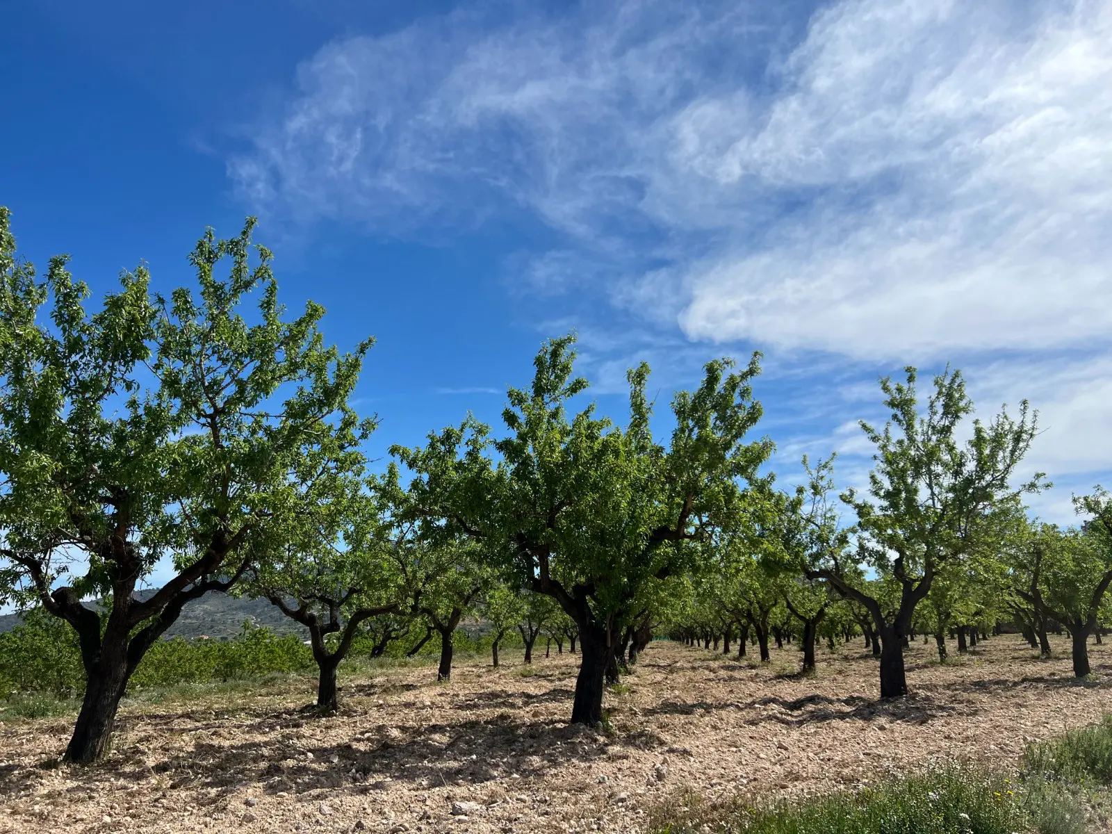 Land Of 0 M² In Hondón De Los Frailes, Spain