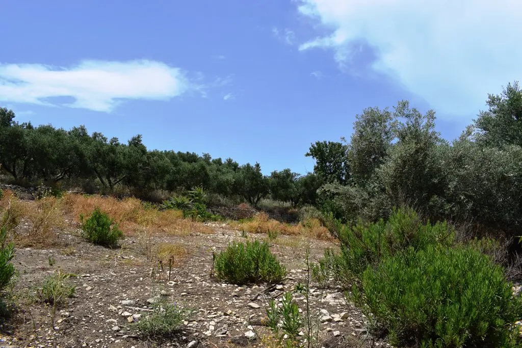 Land Of 5500 M² In Crete