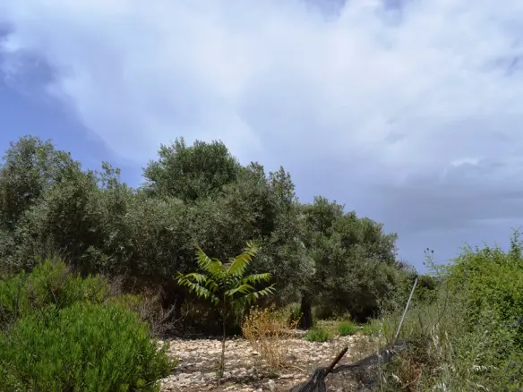 Land In Kouloukonas, Greece