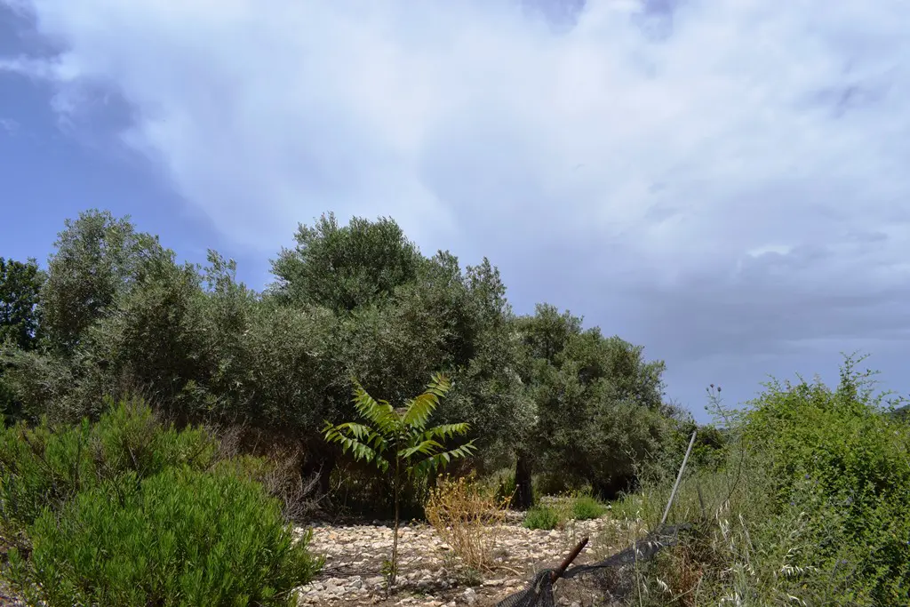 Land Of 5500 M² In Crete
