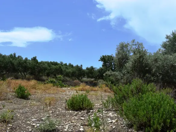 Land In Kouloukonas, Greece